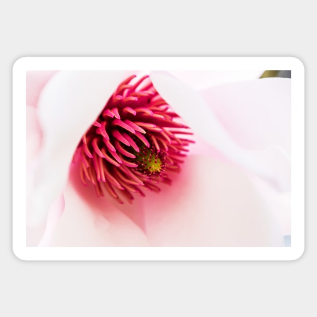 Delicate magnolia flower closeup Sticker by RosNapier